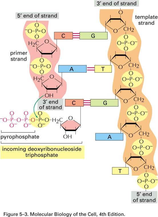La replicazione semiconservativa del DNA comporta la formazione di legami covalenti tra un deossinucleoside trifosfato entrante ed il terminale 3 del deossiribosio di un