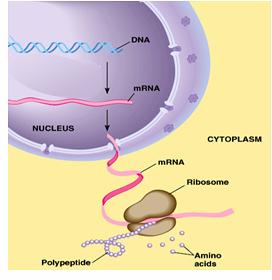 Acidi Nucleici: DNA = acido deossiribonucleico