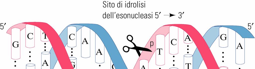 Attività esonucleasica 5 3 Riparazione