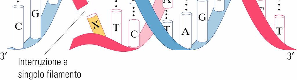 porzioni danneggiate del DNA dall