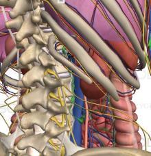 Le costole sono collegate nella parte posteriore alle vertebre mentre