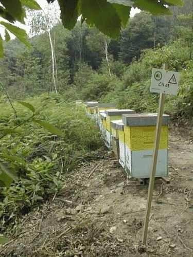 1. Biosicurezza: identificazione Unità produttiva apistica: l alveare (singolo animale) Più alveari: apiario (gregge