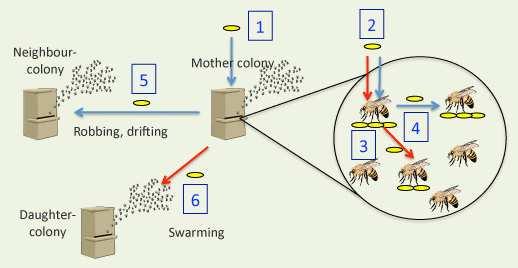 Vie di trasmissione dei patogeni nelle api 1. Ingresso nella colonia 2. - 3-4 trasmissione entro la colonia (orizzontale- verticale) 5.