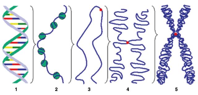 3.2. Le cellule tumorali 3. Radiobiologia Figura 3.1: La relazione tra il DNA e i cromosomi. (Da sinistra) DNA, DNA più proteine, cromatina, cromatidi, cromosomi.