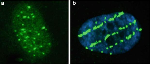 3.4. LET, RBE, OER 3. Radiobiologia Figura 3.9: Nuclei di fibroblasti, cellule del tessuto connettivo, irradiati da raggi X e ioni carbonio.