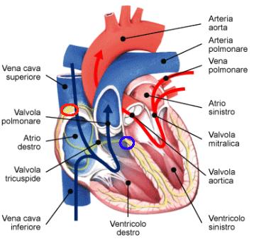 5.3. Probabili patologie candidate 5. Aspetto medico Figura 5.10: A sinistra: schema del funzionamento cardiaco.