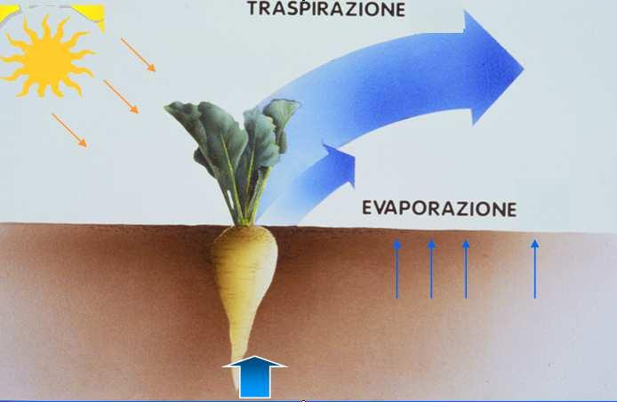 IRRIFRAME, valuta il consumo idrico delle colture mediante la stima della evapotraspirazione su base agroclimatica con KC corretti ed adattati a partire dai dati FAO.