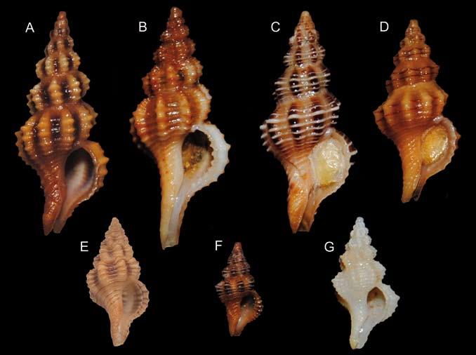 Fig. 2. A. Fusinus patriciae n.sp., Paratipo 3, H=15,0 mm, Isola di Creta (CGO); B. Fusinus dimitrii Buzzurro & Ovalis in Buzzurro & Russo, 2007, H= 17,9 mm, Isola di Limnos, Grecia (CPR); C.