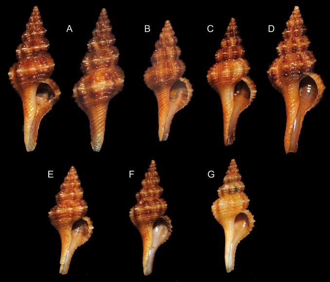 Paolo Russo Fig. 3. Fusinus ventimigliae n.sp. A, Olotipo, H= 23,4 mm (MZB 49754); B. Paratipo 1, H= 21,00 mm (CPR); C. Paratipo 2, H= 21,5 mm (CPR); D. Paratipo 3, H= 22,9 mm (CSV); E.