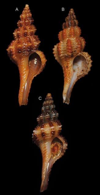 Fig. 4. A. Fusinus ventimigliae n.sp., H=22,9 mm; B. Fusinus alternatus Buzzurro & Russo, 2007, H= 17,6 mm; C. Fusinus pulchellus (Philippi, 1844), H= 18,2 mm. Fig. 4. A. Fusinus ventimigliae n.sp., H=22.9 mm; B. Fusinus alternatus Buzzurro & Russo, 2007, H= 17.6 mm; C. Fusinus pulchellus (Philippi, 1844), H= 18.2 mm. Fig. 5.