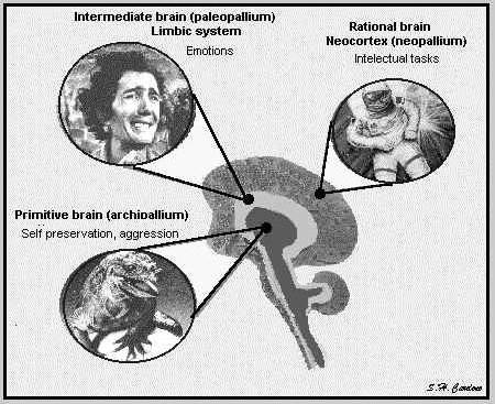 Teoria dell evoluzione