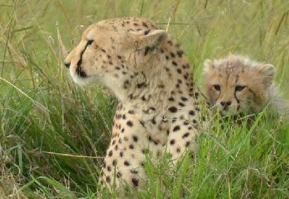 KENYA: 10 giorni: Popoli amici per gli amici dei popoli Alcune delle esperienze che il viaggio racchiude in sè sono: il safari naturalistico nei parchi naturali dello Tsavo e Amboseli e il soggiorno