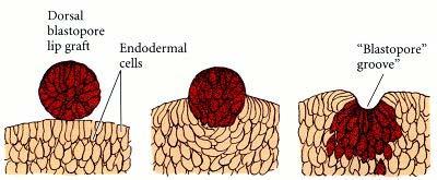 Holtfreter, 1944: capacita delle cellule della zona