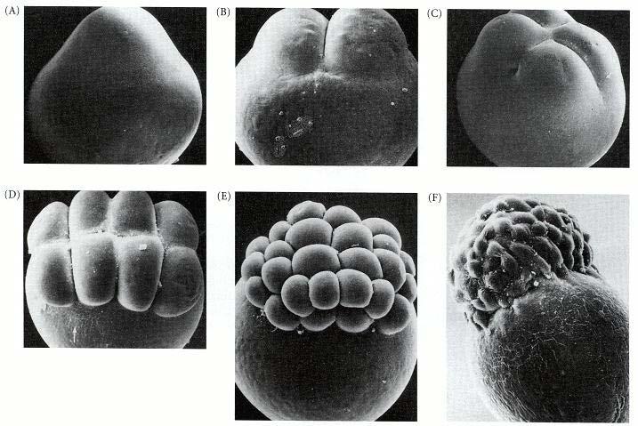 Segmentazione discoidale di un embrione di pesce