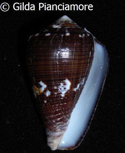 Conus catus