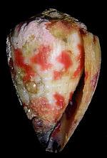 Conus sponsalis