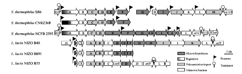 La produzione di EPS nei batteri lattici è spesso caratterizzata da una significativa instabilità principalmente di tipo genetico ed in alcuni casi è conseguente all attività di enzimi