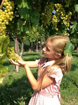 PERCORSI DI VISITA E DEGUSTAZIONE VIGNETO, CANTINA, ACETAIA TESTA La Famiglia Testa dedica una attenzione particolare agli ospiti che desiderano essere avvolti per qualche ora di cultura e tradizione.