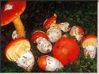 Art. 3 Tipologie dei raccoglitori; In relazione al regime autorizzativo previsto da questo regolamento per la raccolta dei funghi, sono considerate le seguenti categorie di raccoglitori: A.
