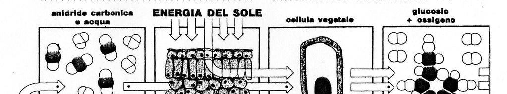 Quarta fase: Passaggio alla respirazione cellulare quale processo inverso del precedente e riflessioni sul flusso dell energia e sul ciclo della materia.