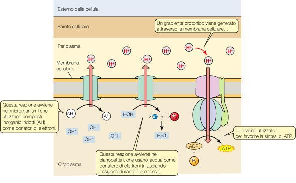 Separazione di carica attraverso la membrana cellulare creata dalla concentrazione dei