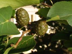 PREPARAZIONE DEL SEME DI CEDRO 1. Raccolta dei coni al secondo anno di età 2.