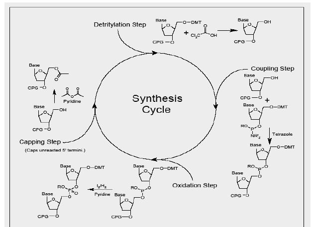 Ciclo di sintesi completo su