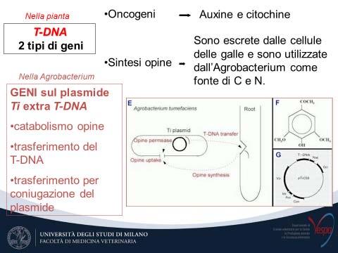 Inoltre essi forniscono all Agrobacterium una risorsa di cibo che altri batteri non sono in grado di utilizzare.