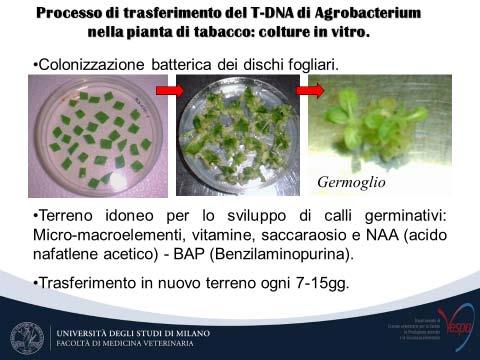 E fiancheggiato da dei bordes di 25 bp ripetitive, che hanno un azione di segnale per il complesso sistema di trasferimento genico.