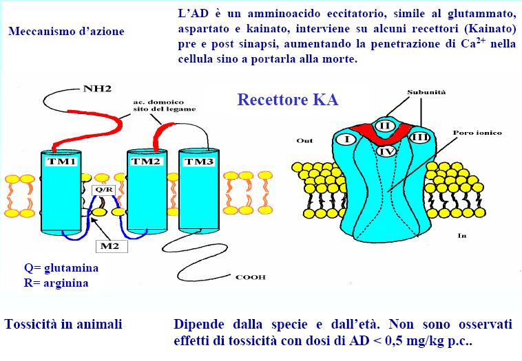 ASP (Amnesic