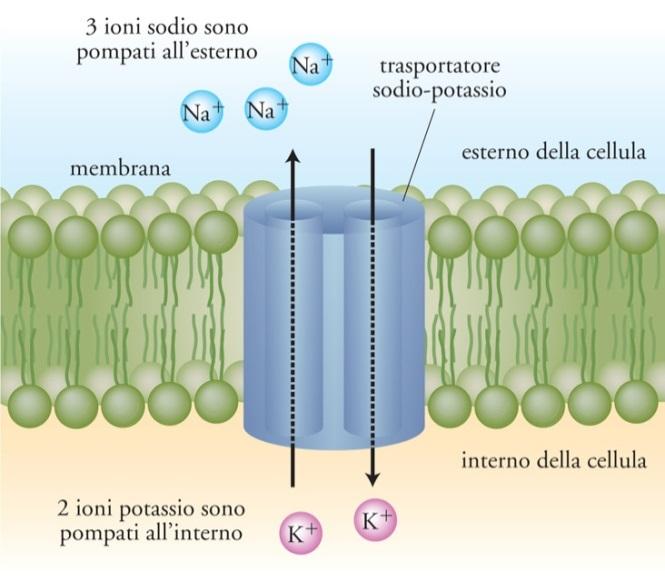 Emolisi per rigonfiamento cellulare e rottura della membrana Rilascio di istamina da mastociti; neurotrasmettitori da nervi terminali;
