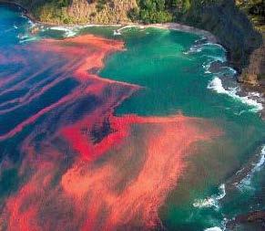 Maree colorate Algal Bloom Harmful Algal Bloom Red tide da