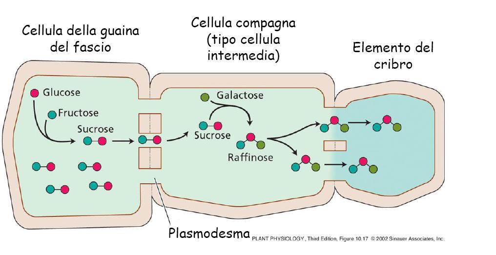 Trasporto simplastico: