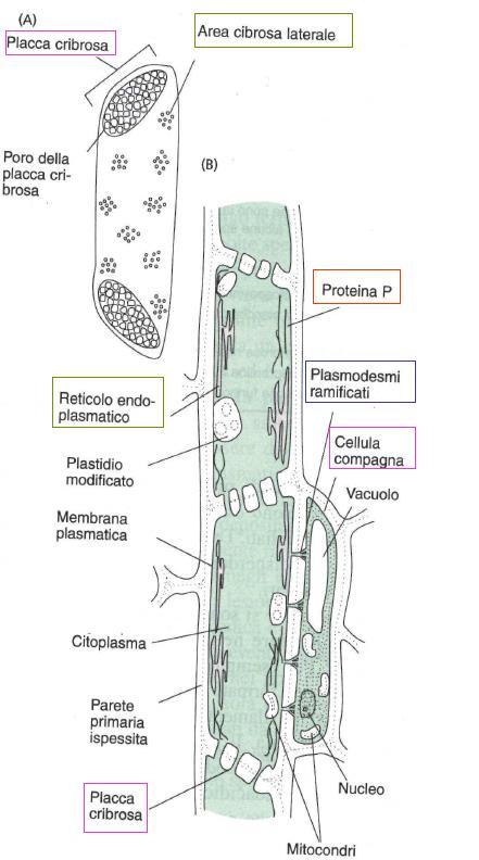 Elementi del floema: tubi cribrosi