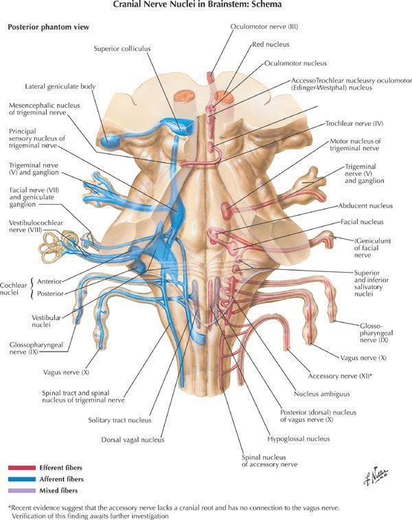 Il nervo vago emerge, tramite radici, dal midollo allungato in un solco compreso tra l oliva bulbare e il tubercolo cinereo Le varie radici si uniscono