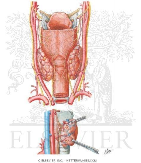 Fornisce inoltre fibre parasimpatiche (GVE) alle ghiandole della mucosa di: epiglottide, radice della lingua e la porzione della lingua superiormente alle corde vocali.