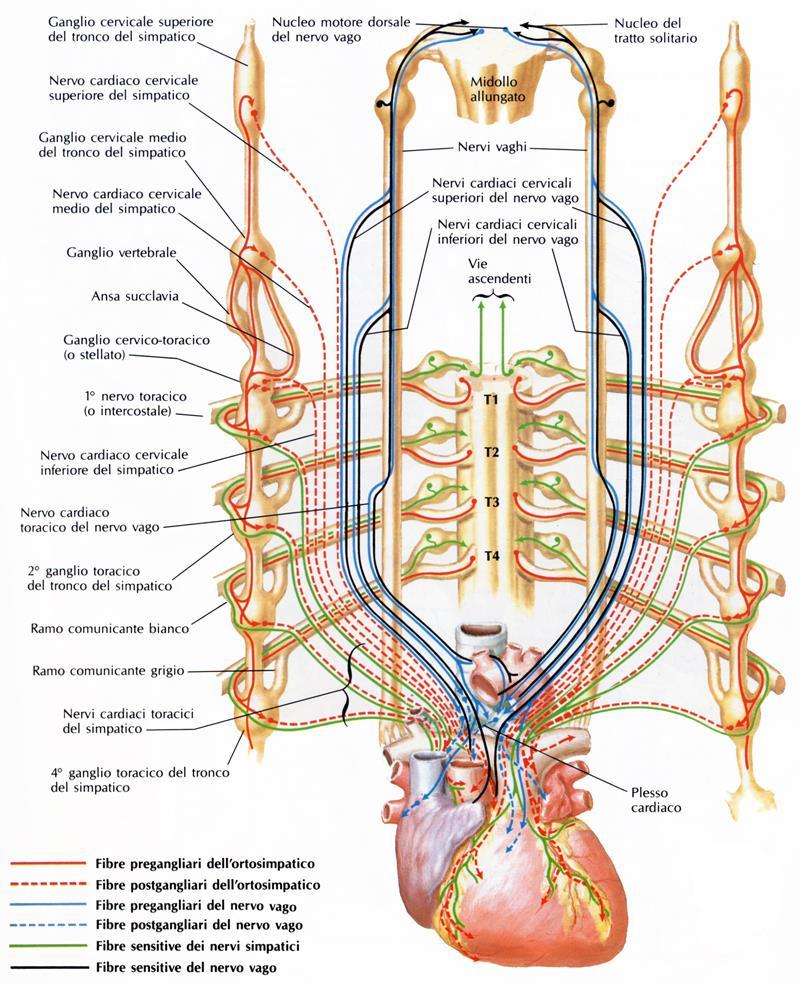 Successivamente il nervo vago dà origine, a diversi livelli, ai Rami cardiaci: Cervicali superiori, cervicali inferiori e rami toracici.