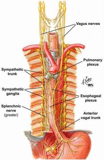 Il vago di sinistra giunge nel torace tra l arteria carotide comune e l arteria succlavia. Si porta poi sulla faccia anteriore dell esofago dove forma il plesso esofageo anteriore.