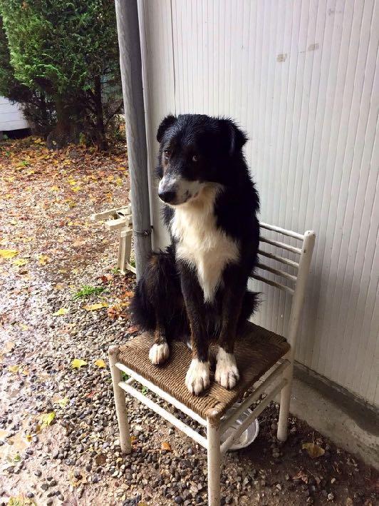 Wallace Il cane educato Sono un pastore australiano ma di origine trentina. Il pastore che mi ha cresciuto da cucciolo, mi ha rinnegato per non pagare il mio riscatto al canile.