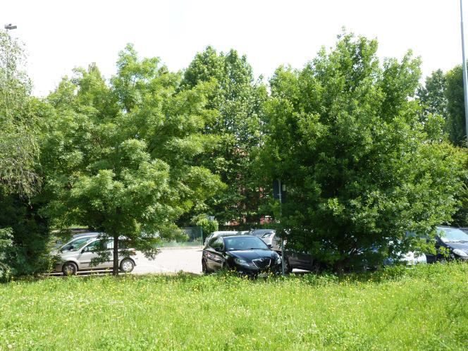 gas, altri quattro Carpini piramidali; per un totale di 17 Carpini piramidali (Foto 28).