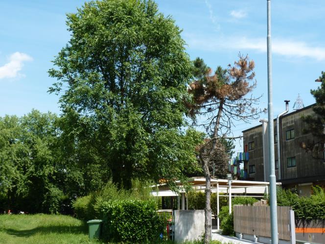 Sulla destra a bordo parcheggio si trovano una ceppaia di Quercia rossa americana (Quercus rubra) intrecciata a un altra Quercia rossa