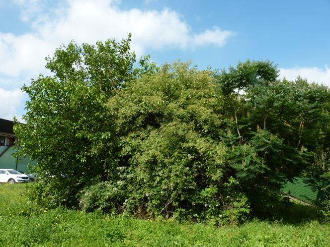 Più avanti nel prato si trovano sempre sulla destra un Ciliegio selvatico (Prunus avium), un Bagolaro (Celtis australis) seguito da un