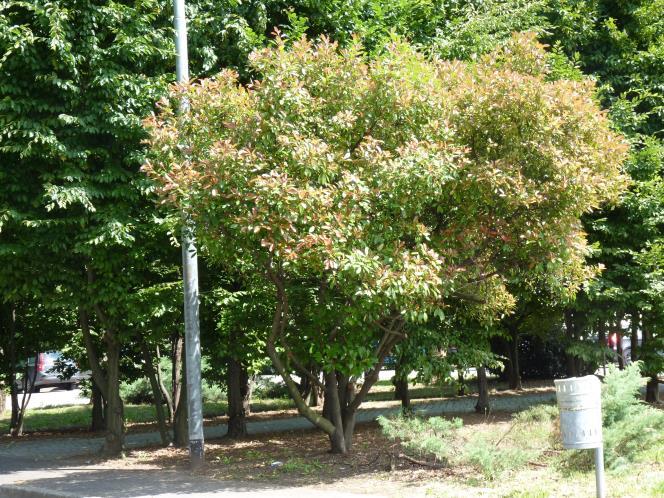 Al centro, rivolti verso il centro Giada, si sviluppano ai due lati del vialetto centrale ciclo-pedonale, un