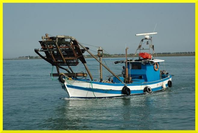 tonnellate LLA PPEESSCCA IN I VEENEETTO 22001144 La pesca dei molluschi bivalve di mare del Veneto è tra le più rinomate e produttive presenti sul territorio nazionale, rappresentando tra l altro una