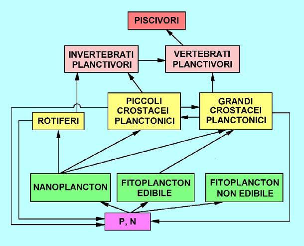 Principali attività di ricerca Climatologia e idrologia Limnologia fisica Biologia Paleolimnologia meteorologia, misura di portate correnti, temperature, mescolamento microbiologia, fitoplancton,