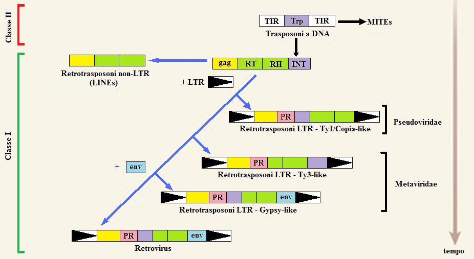 del capside) e di altre sequenze che hanno permesso la mobilità extracellulare I retrotrasposoni hanno gag (codifica per il