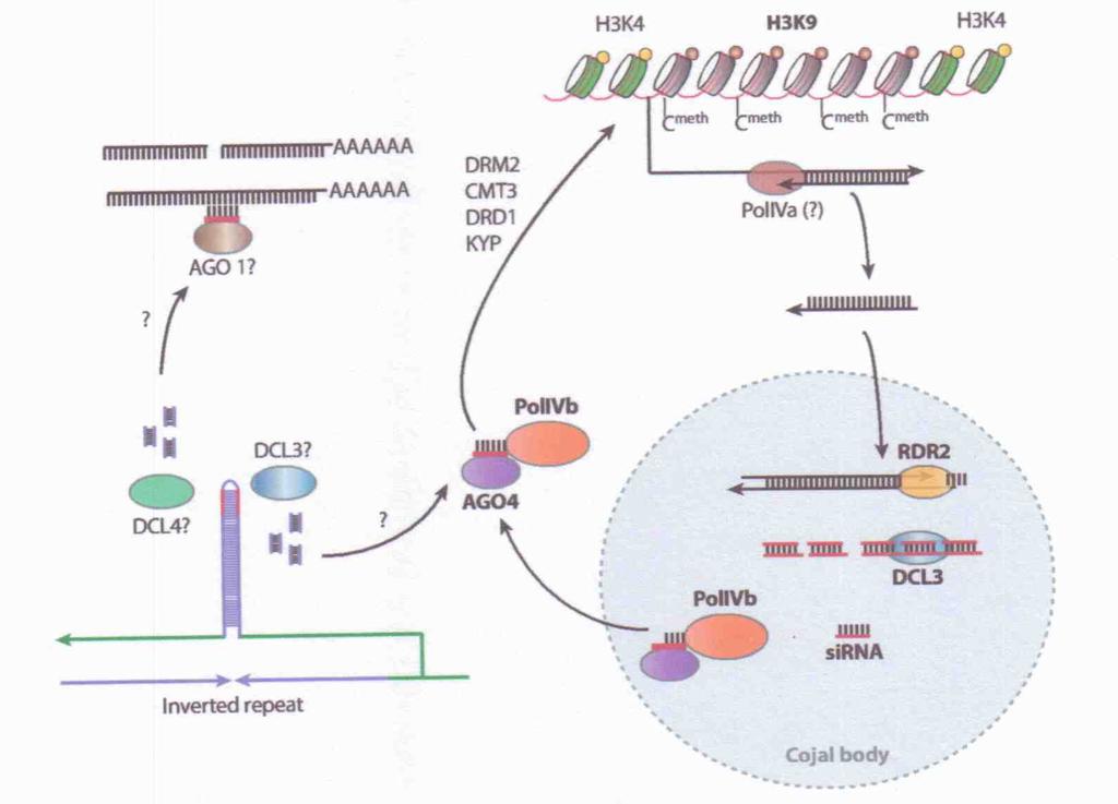 Gli Elementi Trasponibili sono silenziati tramite RNA silencing La trascrizione dei MITE (grazie alle TIR) o quella di due Retrotrasposoni adiacenti e opposti produce dsrna che innescano il