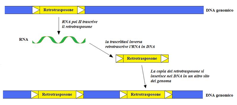 I Retrotrasposoni si spostano con un meccanismo di trasposizione copia-incolla trasposizione replicativa Questo processo di trasposizione,