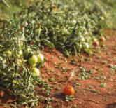 Quest anno abbiamo piantato per voi lattughe, zucchine, pomodori, peperoni, cetrioli, meloni, angurie e molto