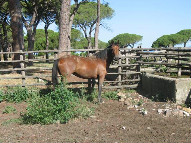 problematiche legate al carattere. Tale soggetto non ha avuto alcun addestramento. LOTTO 6 Cavalla M.